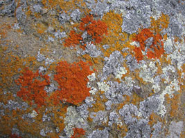 orange lichens