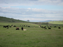 cows in the salinas valley