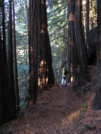 Joy in the redwoods