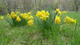 daffodils in massachusetts
