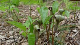 jack-in-the-pulpits