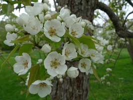 pear tree blossoms