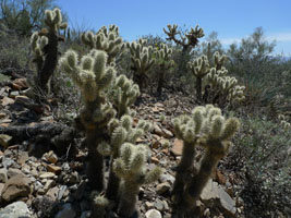 plants at the desert museum, tucson