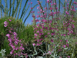 plants at the desert museum, tucson