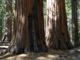upper miraposa grove giant sequoias