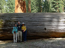 fallen sequoia