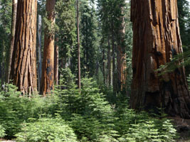 giant sequoia forest