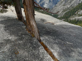 flat trees in a crack above nevada falls