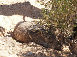 not a pig, a javelina;  Desert Museum, Tucson