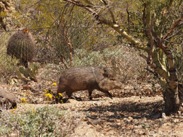 not a pig, a javelina; Desert Museum, Tucson
