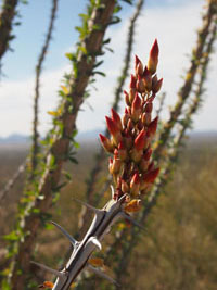 ocotillo flower, Tucson, AZ