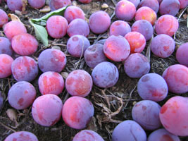 fallen plums