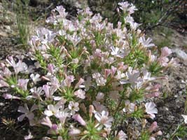 sierra wildflowers