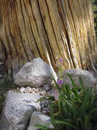 pink flowers against sierra pine