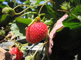 mmmm juicy red strawberry