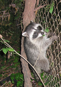 a young backyard raccoon out foraging