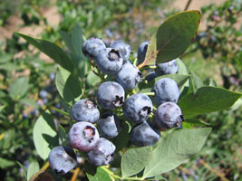 blueberry picking at Jessop Farms