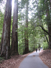 walking in Big Basin Redwoods, California