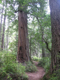 ancient redwood in Big Basin