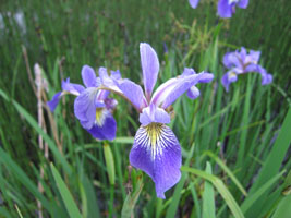 marsh iris