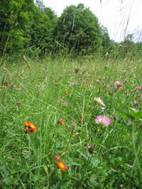 flowers in the hay field
