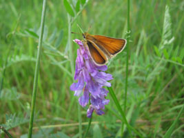 butterfly on a purple vetch