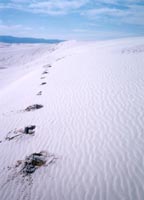 white sands