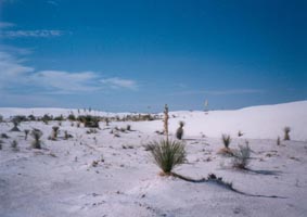 white sands