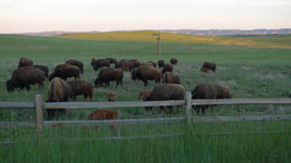 bison, or maybe beefalo (seriously - a mixed breed)