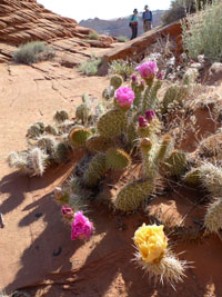 colorful cacti