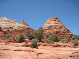 desert wildlife appears on a rock.  by Joy.