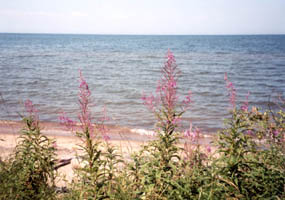 Lake Superior shore