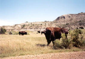 Bison, North Dakota