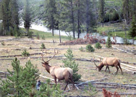 two bull elk