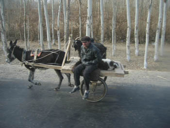 sheep going to market