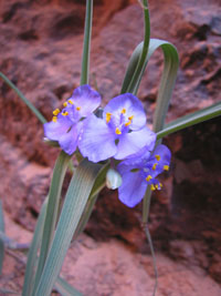 Purple flowers. zion, 2008