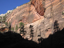 Pine Trees and Shadows. zion, 2008