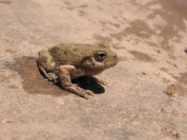 Canyon frog. zion, 2008