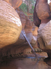 Wide angle for perspective. zion subway tree, 2008
